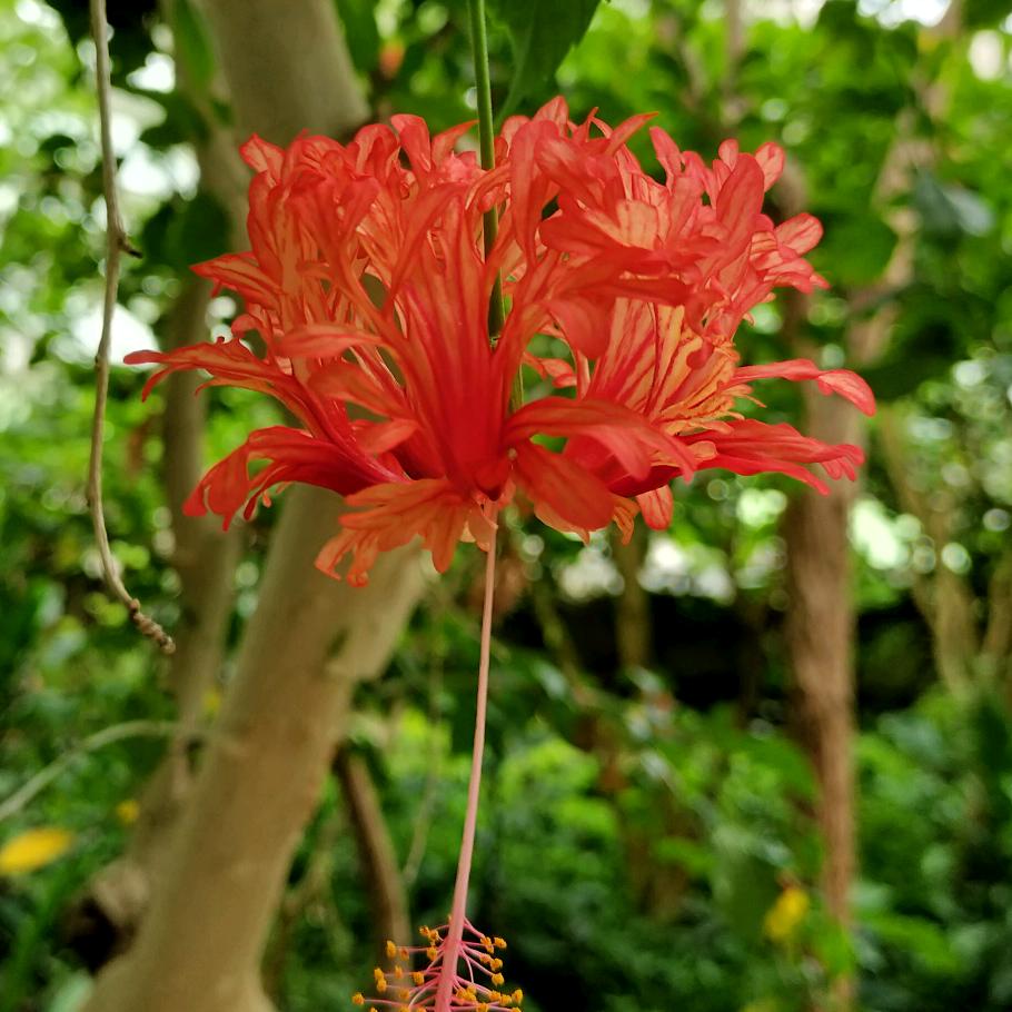 忘优花