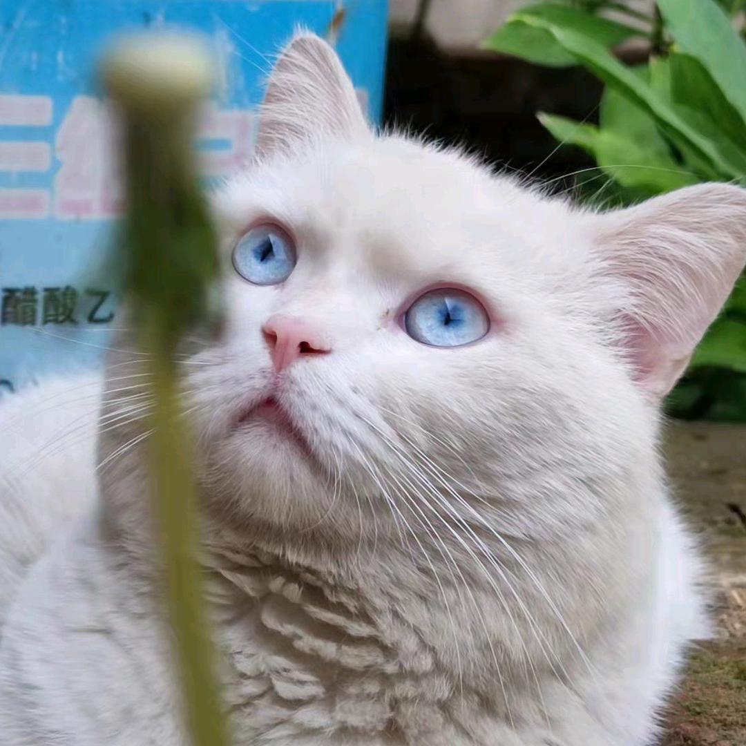 („ಡωಡ„)栓Q