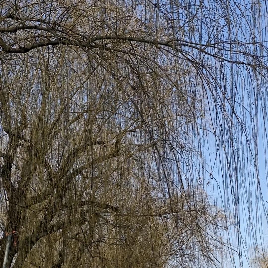 银河之恋