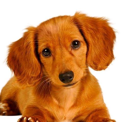 俊杰精品腊肠犬