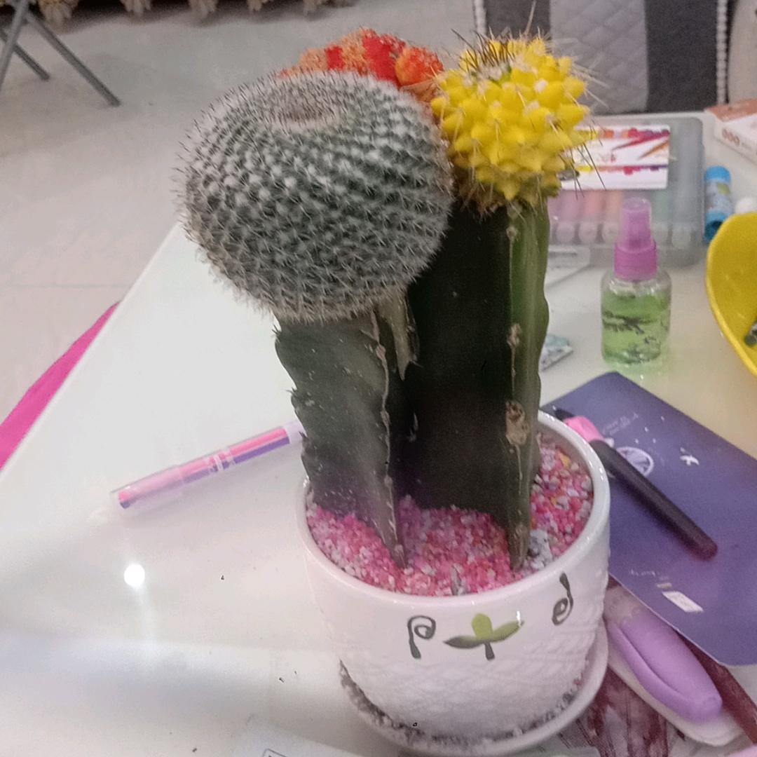 艳