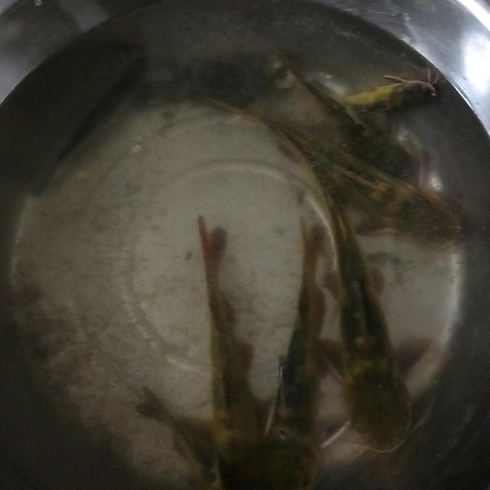 最爱昂刺小鲫鱼头像