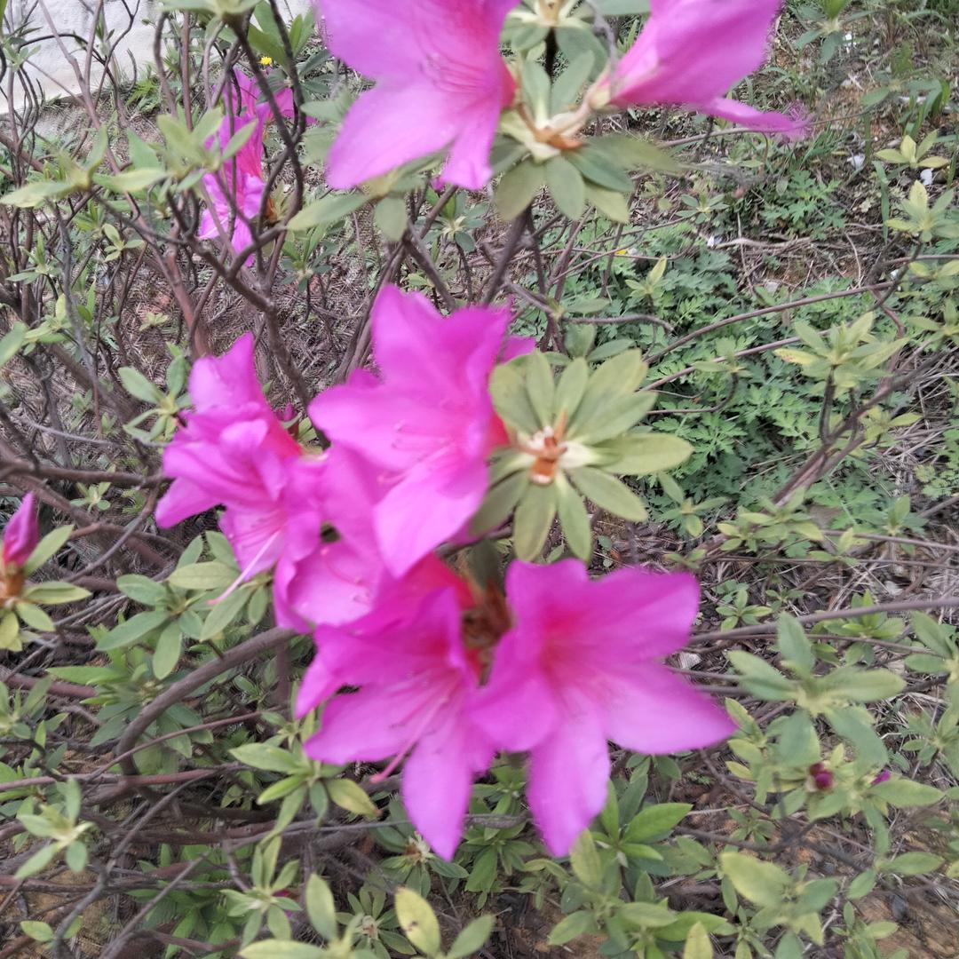 应芬