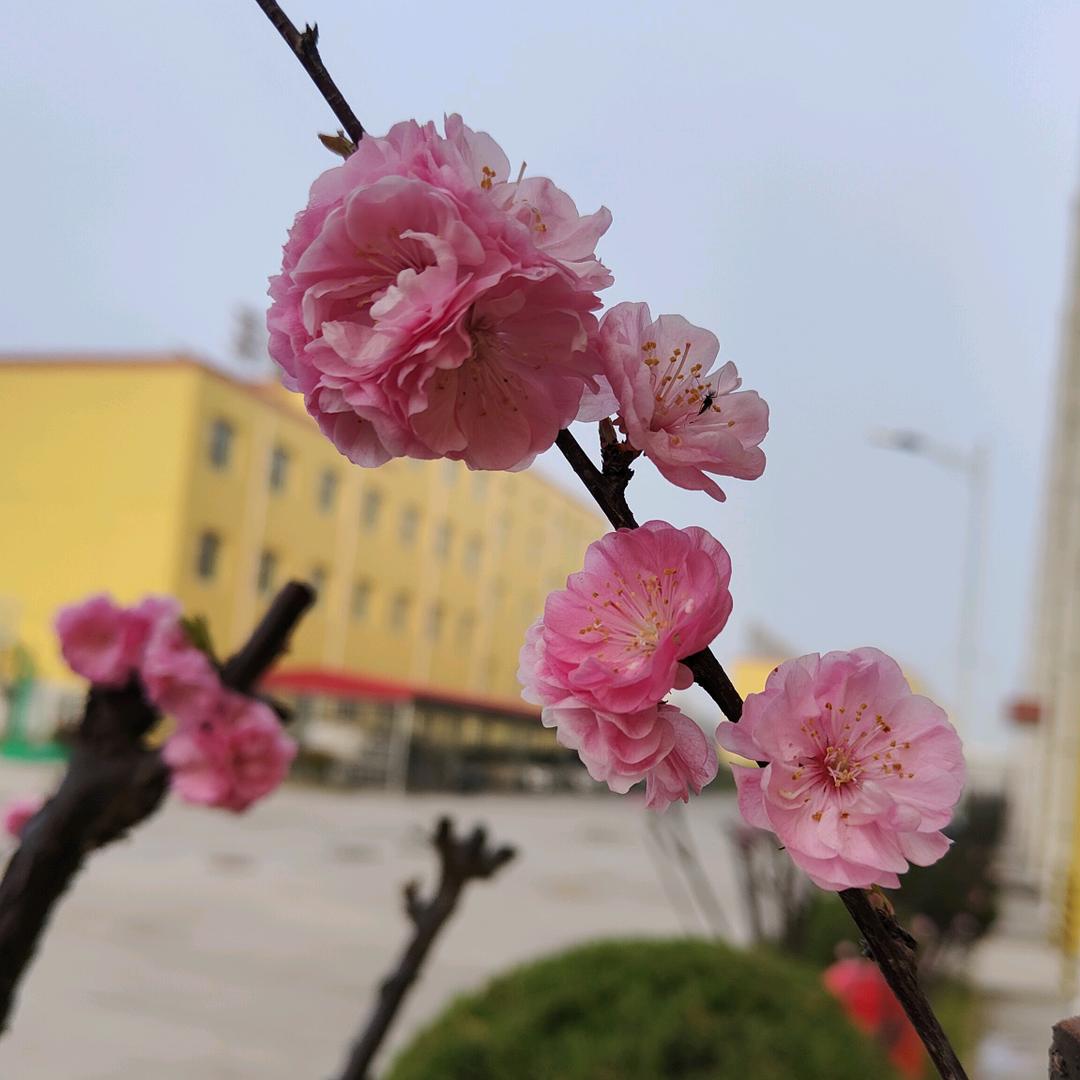 🌸帅哥🌸