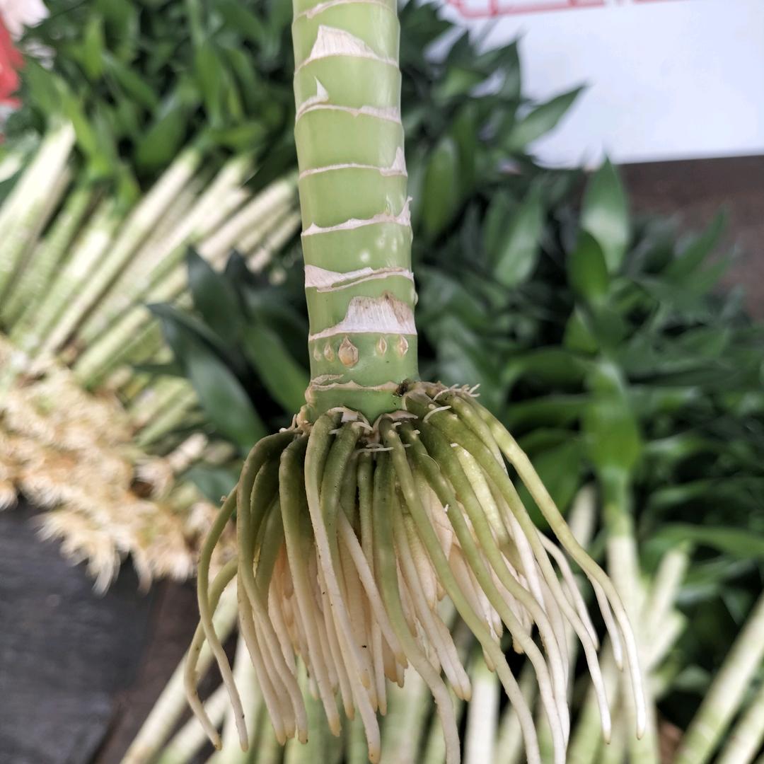 带根富贵竹批发
