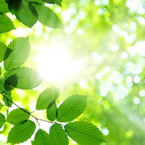 🌻向日葵的微笑