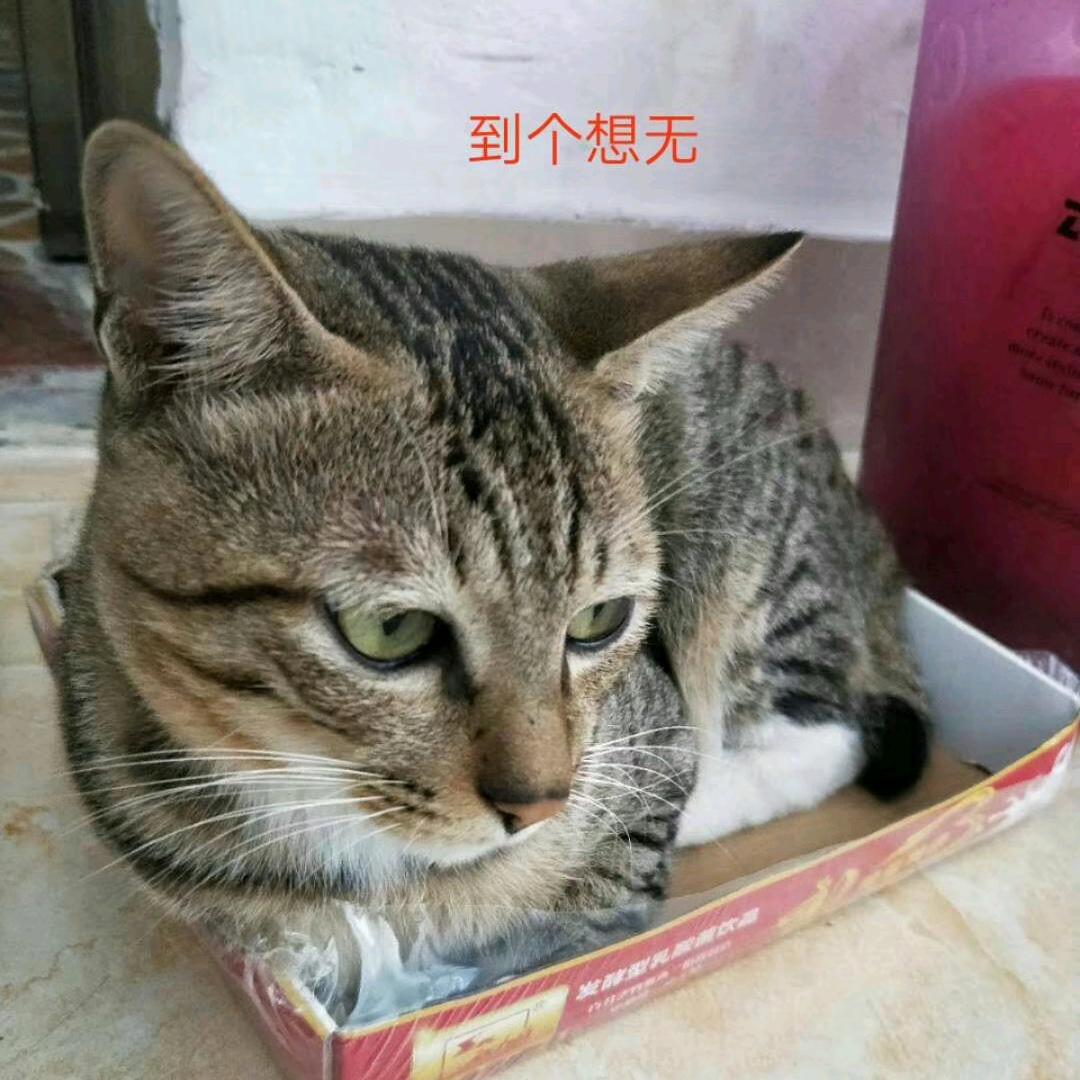 停停玉立