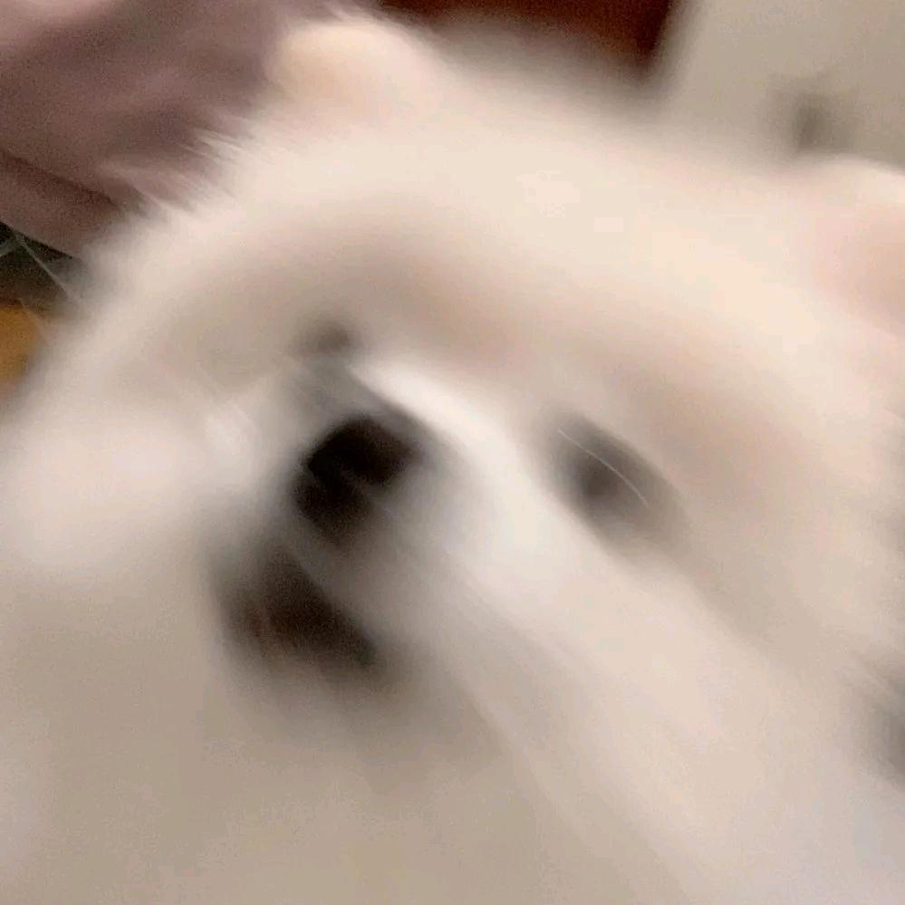 柚子是橘子的柚