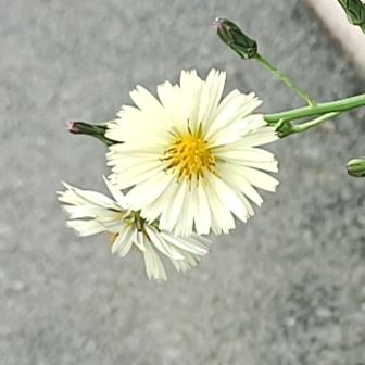 烈酒笙烟