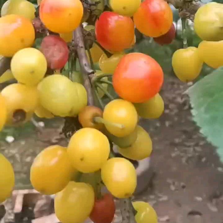 靖桀优选