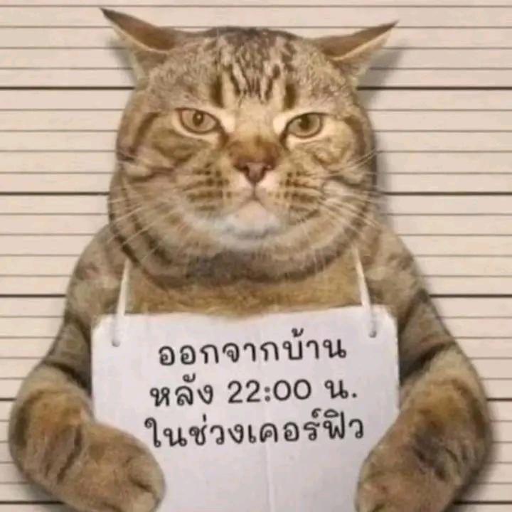 👑    濤