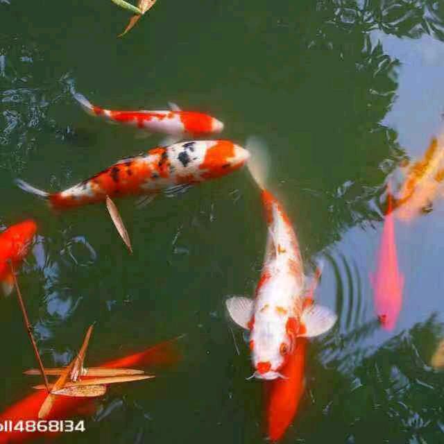 会飞的鱼