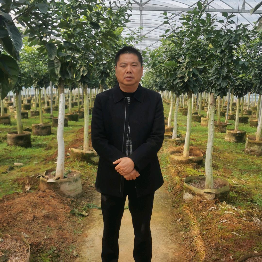 柚子树 长湖农业