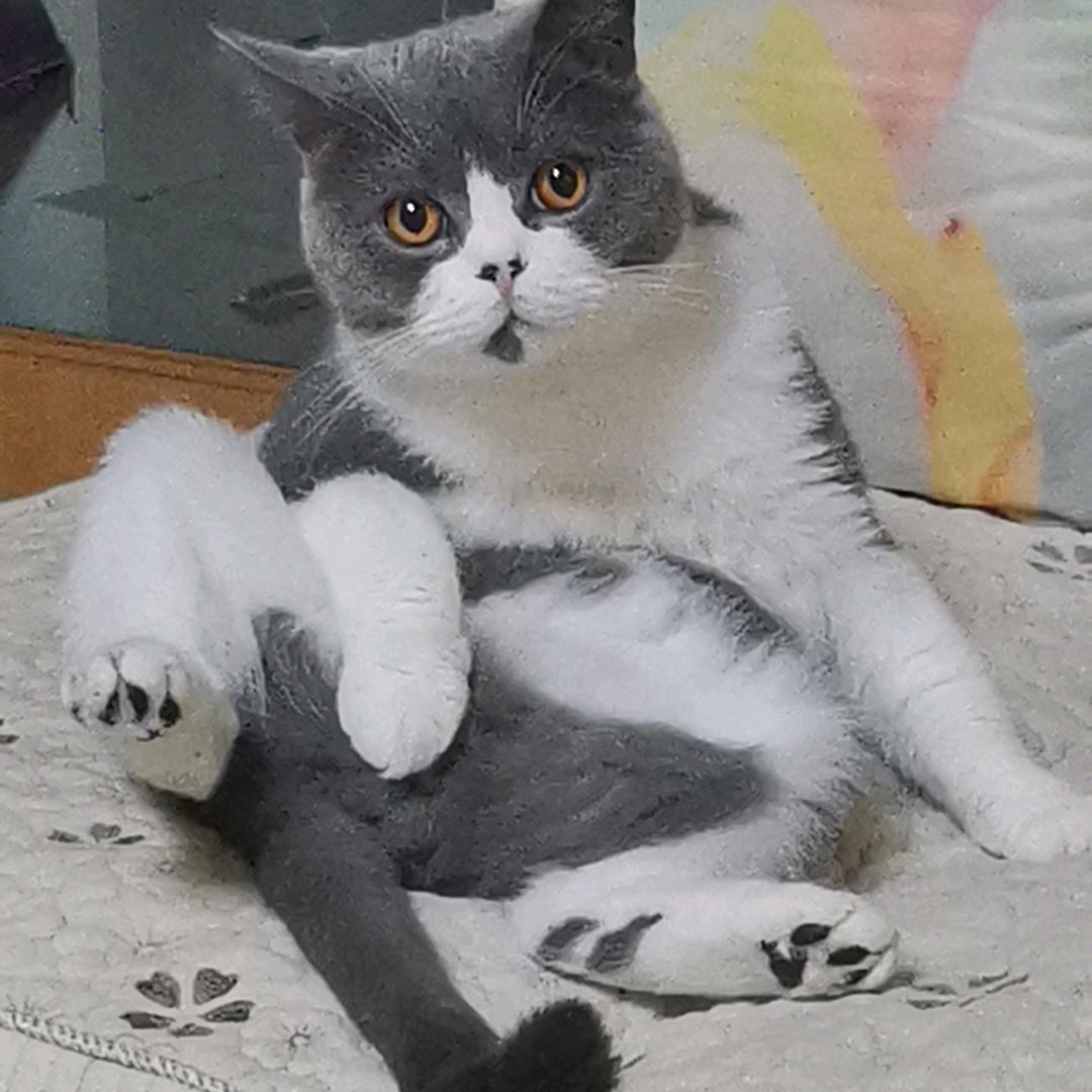 误中副车头像