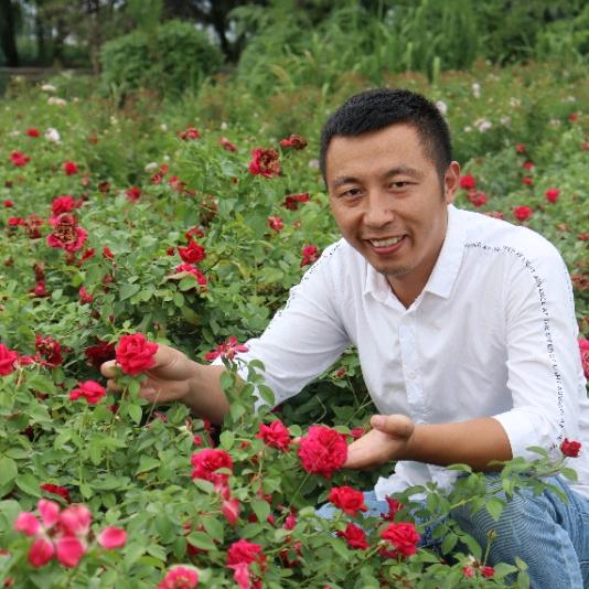 花园女王玫瑰园（月季）