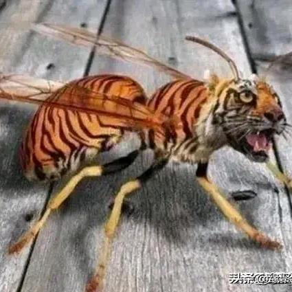 蜂飞杨