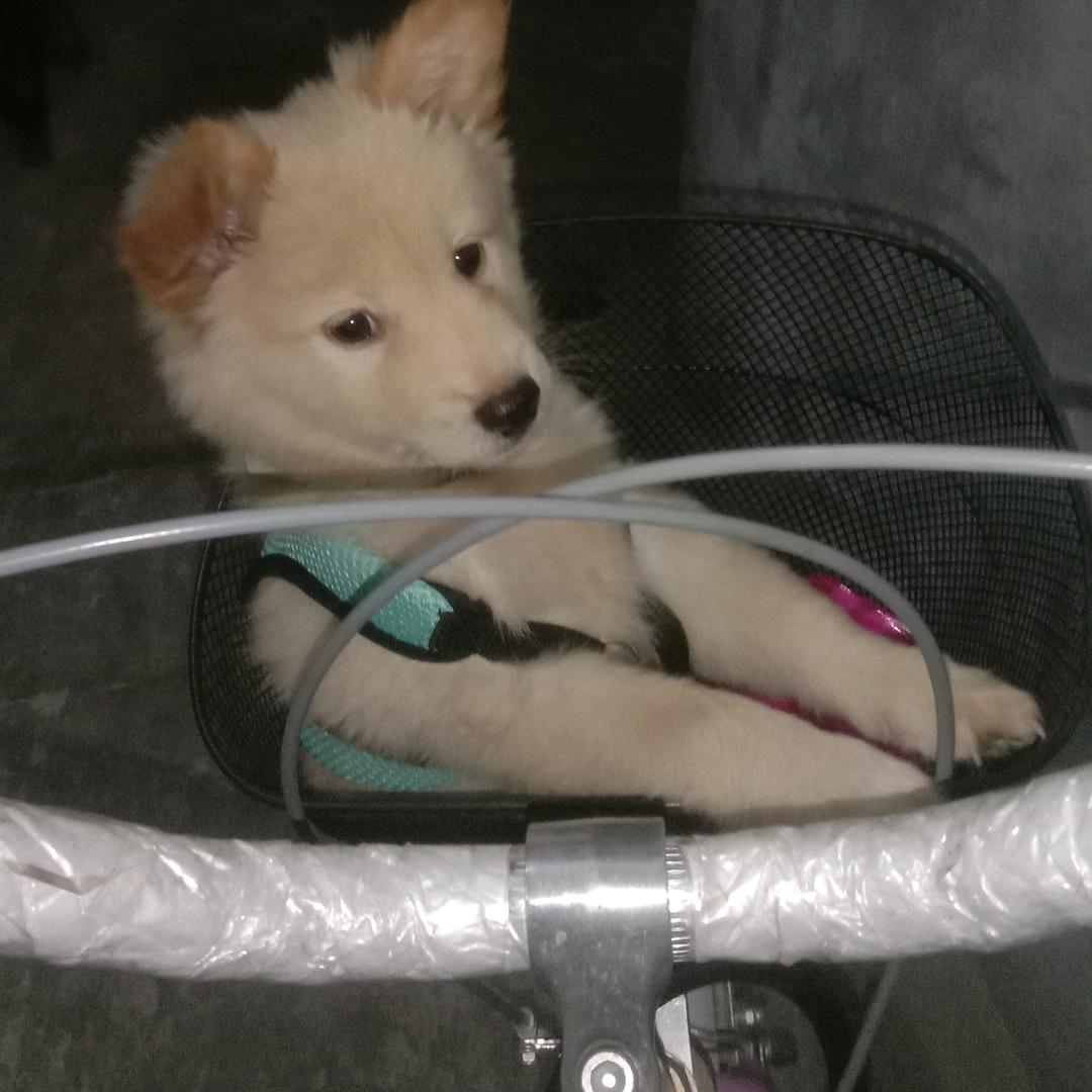 小黄黄