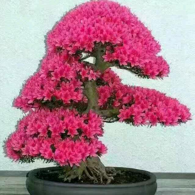 飞杨