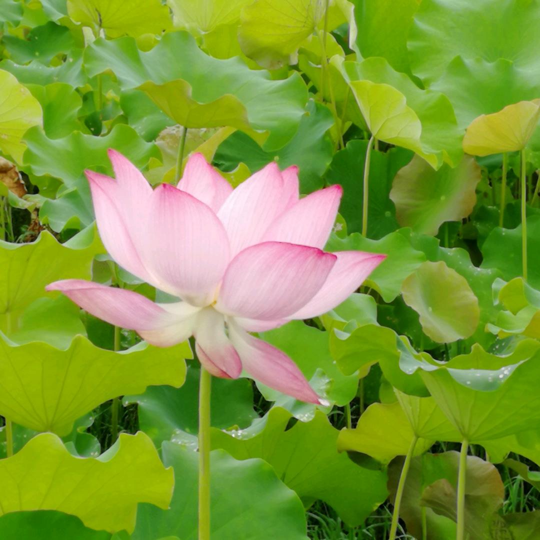 太阳红