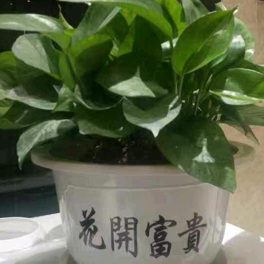 庆