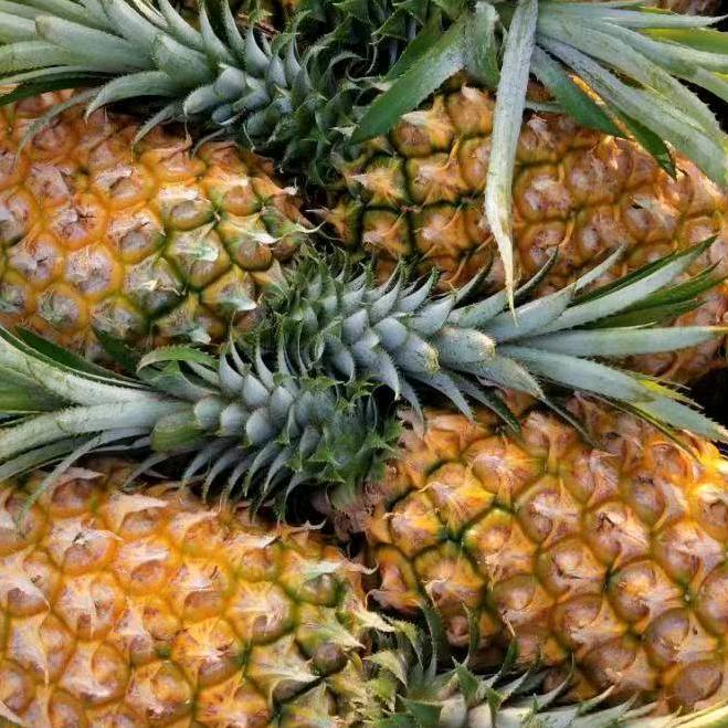 产地菠萝代办何儒天