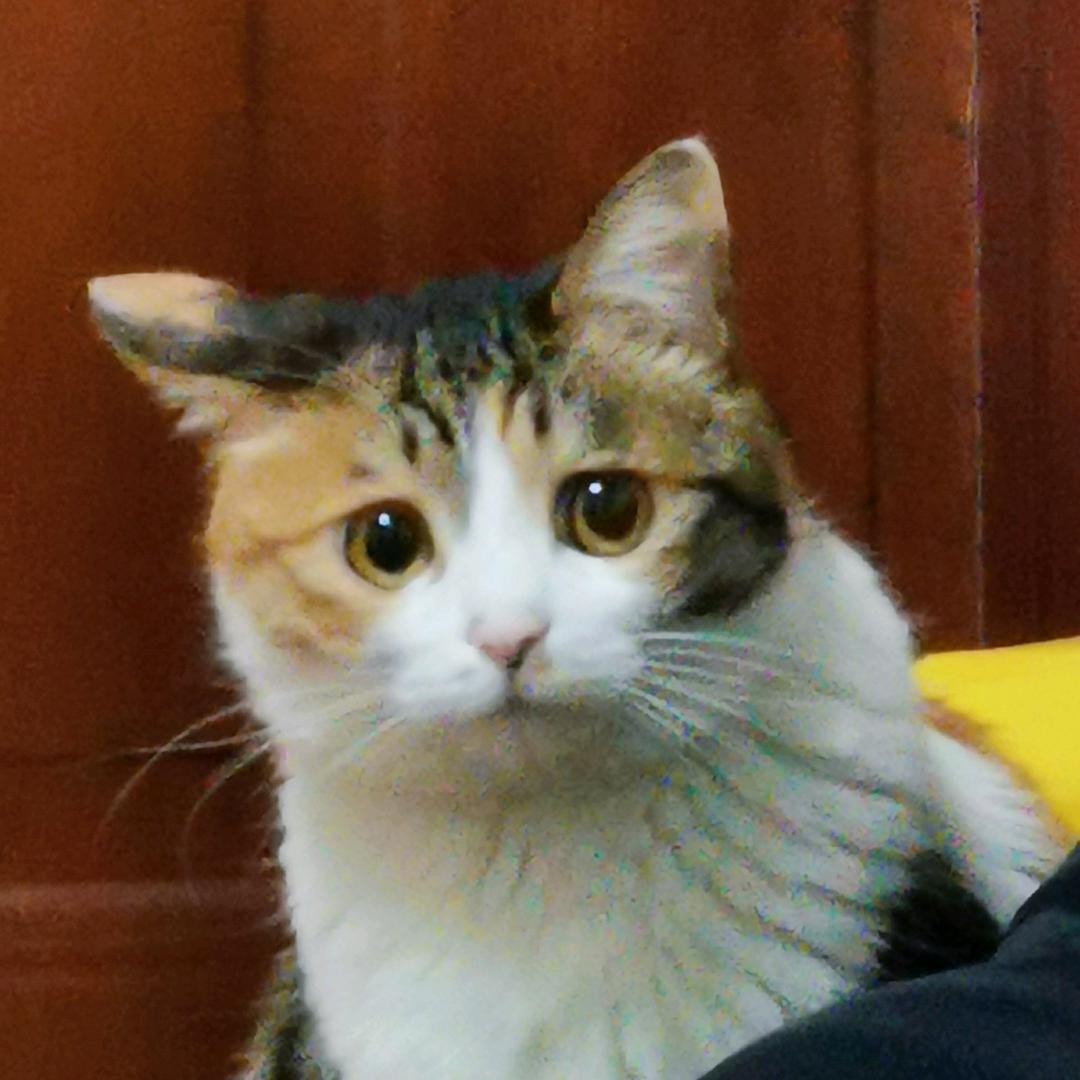 一只无聊的小猫咪