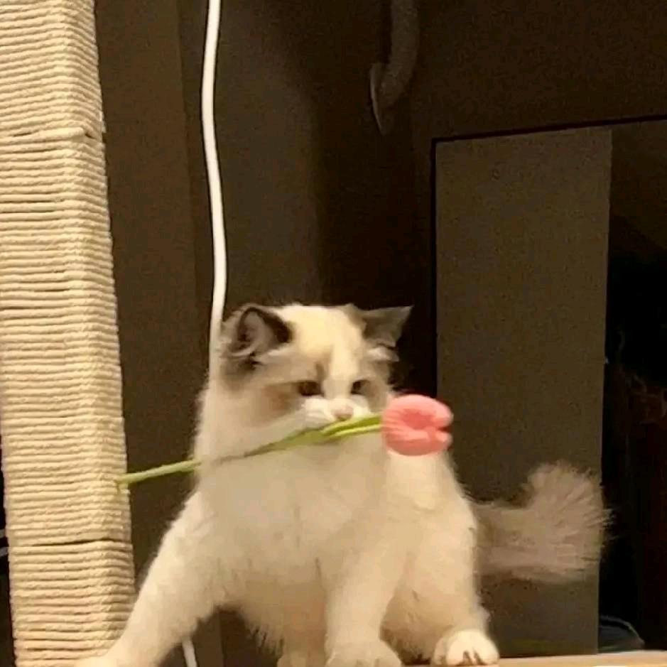 mi