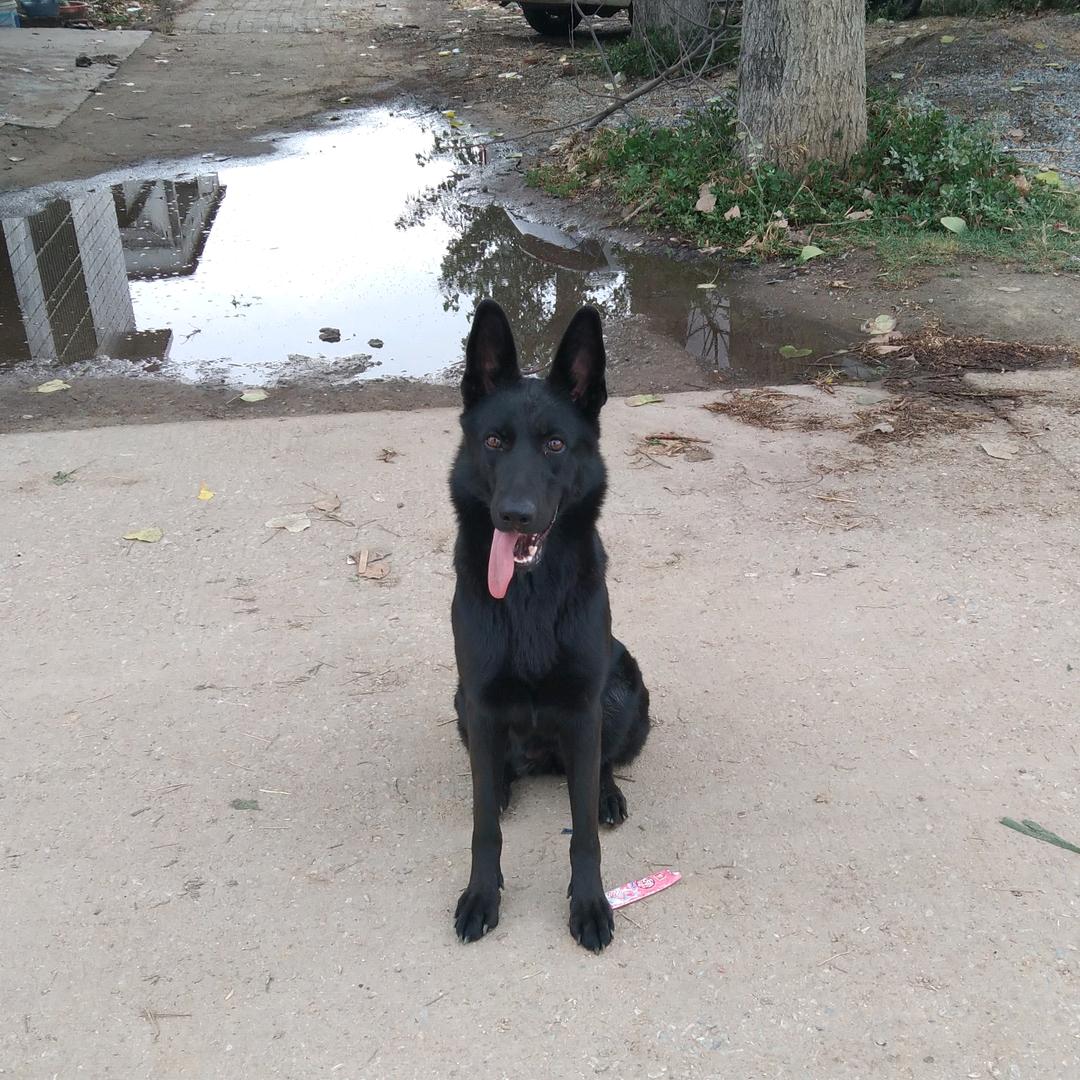 娄文政-长年收羊-活羊代买代卖