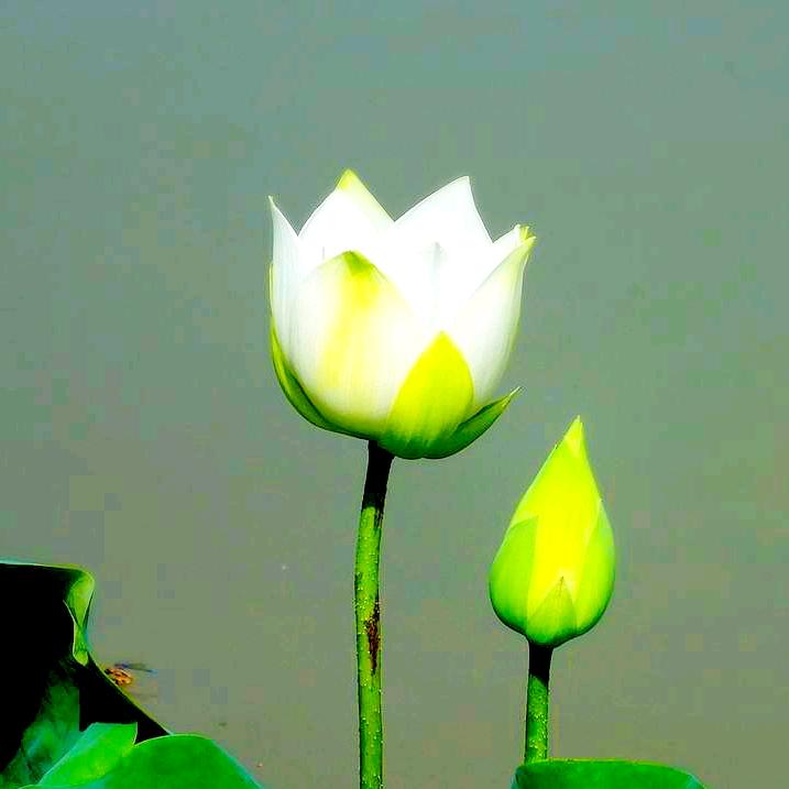 清纯2