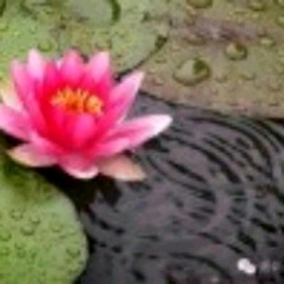 莲姨