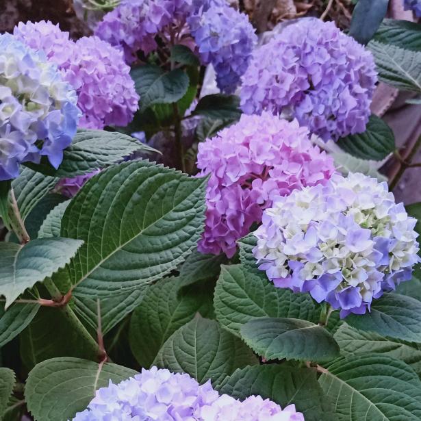 花开花落