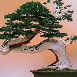 山炮园艺场