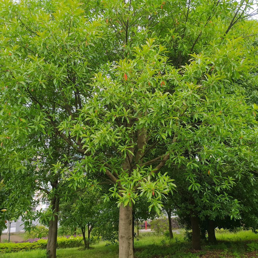 平淡