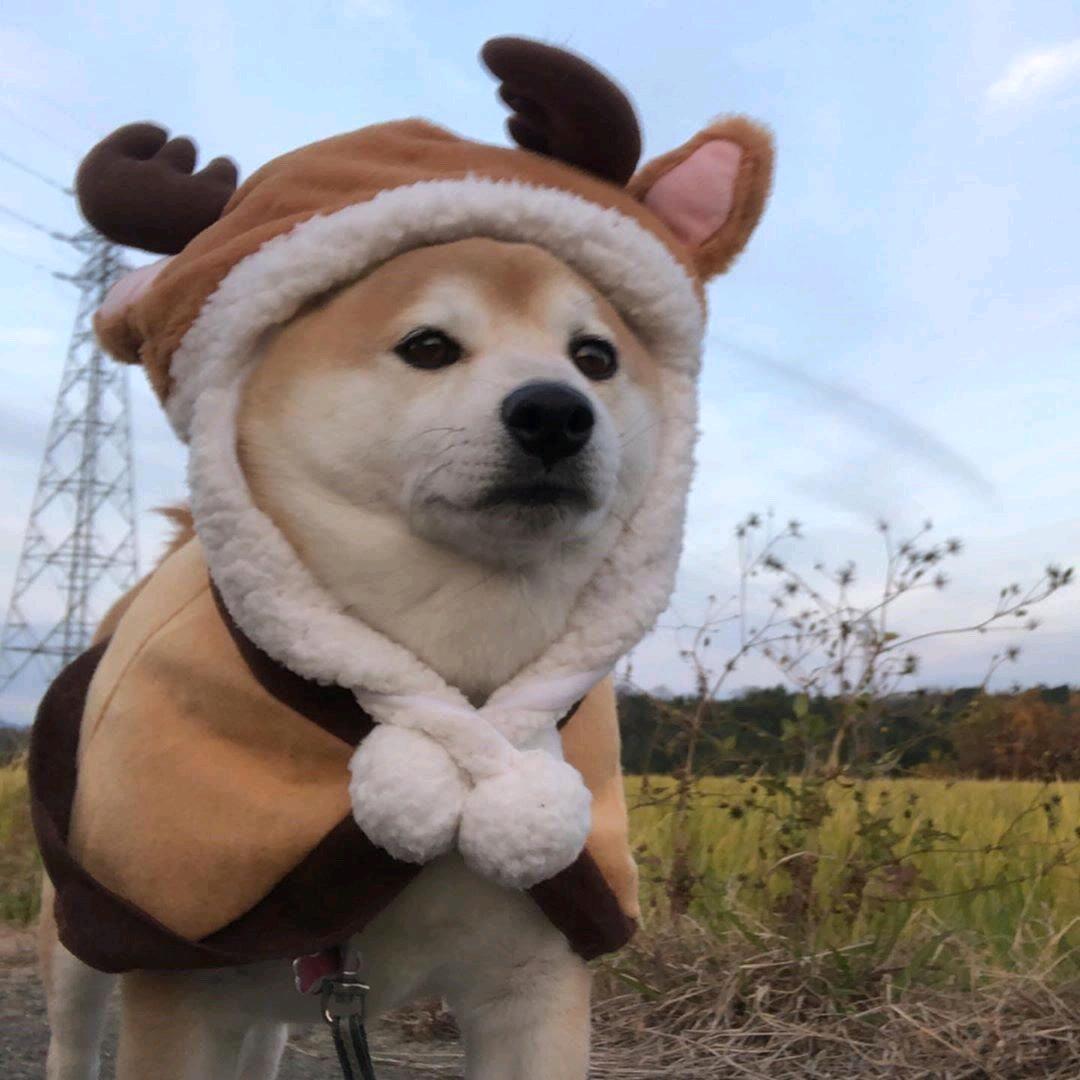 阿狗你又在农兵哦