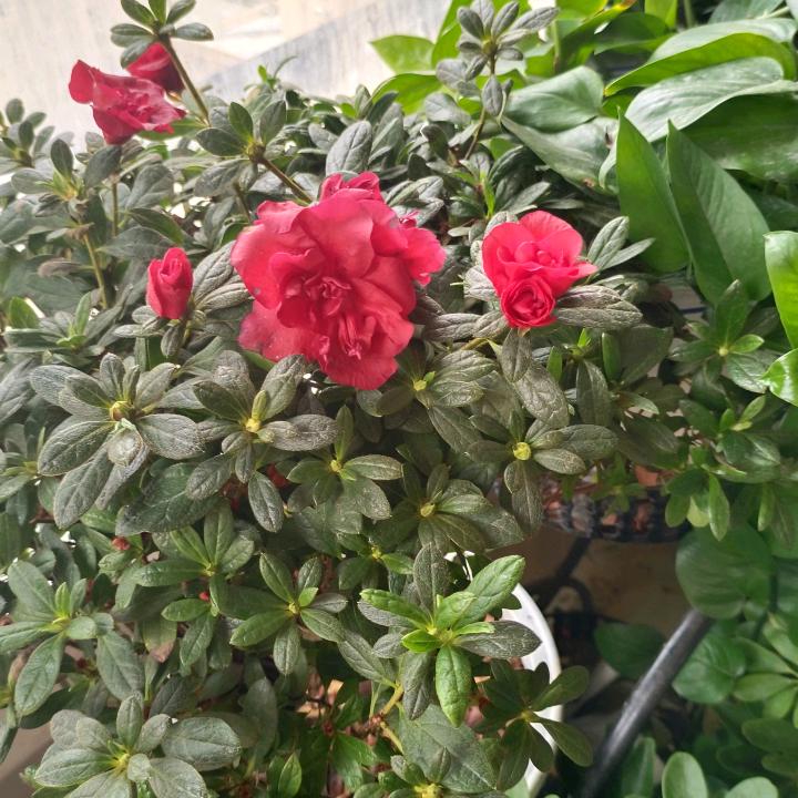 葫芦丝全曲教程