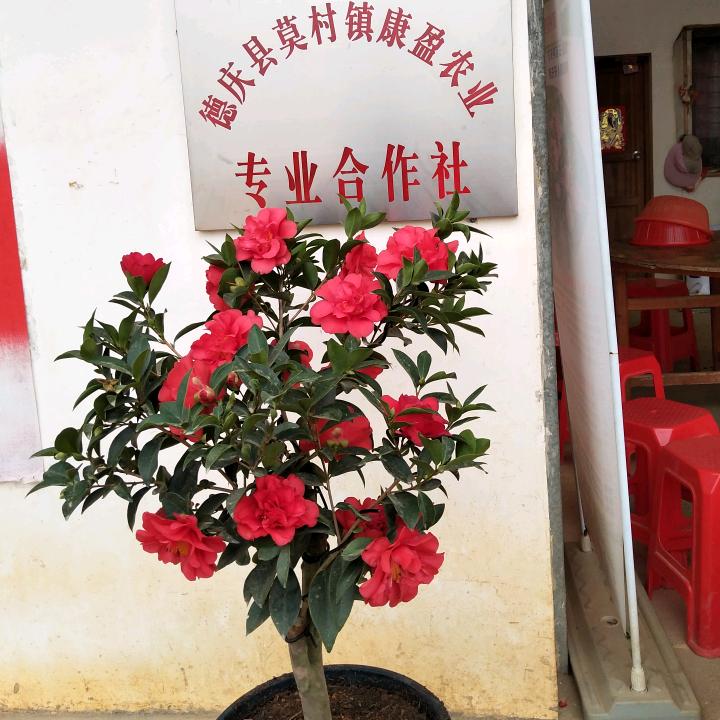 霞姐