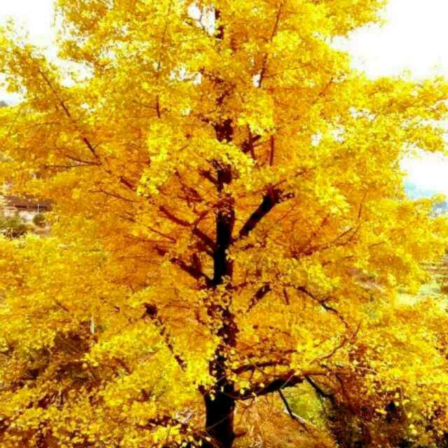 手机用户53482193362