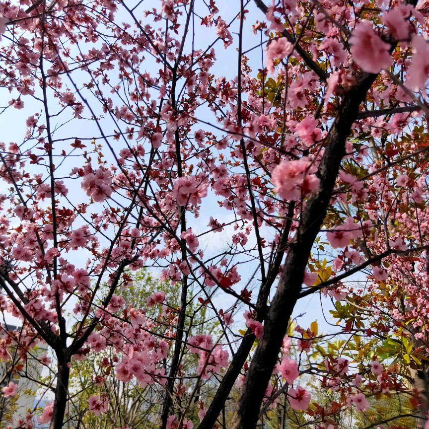 星芽芽