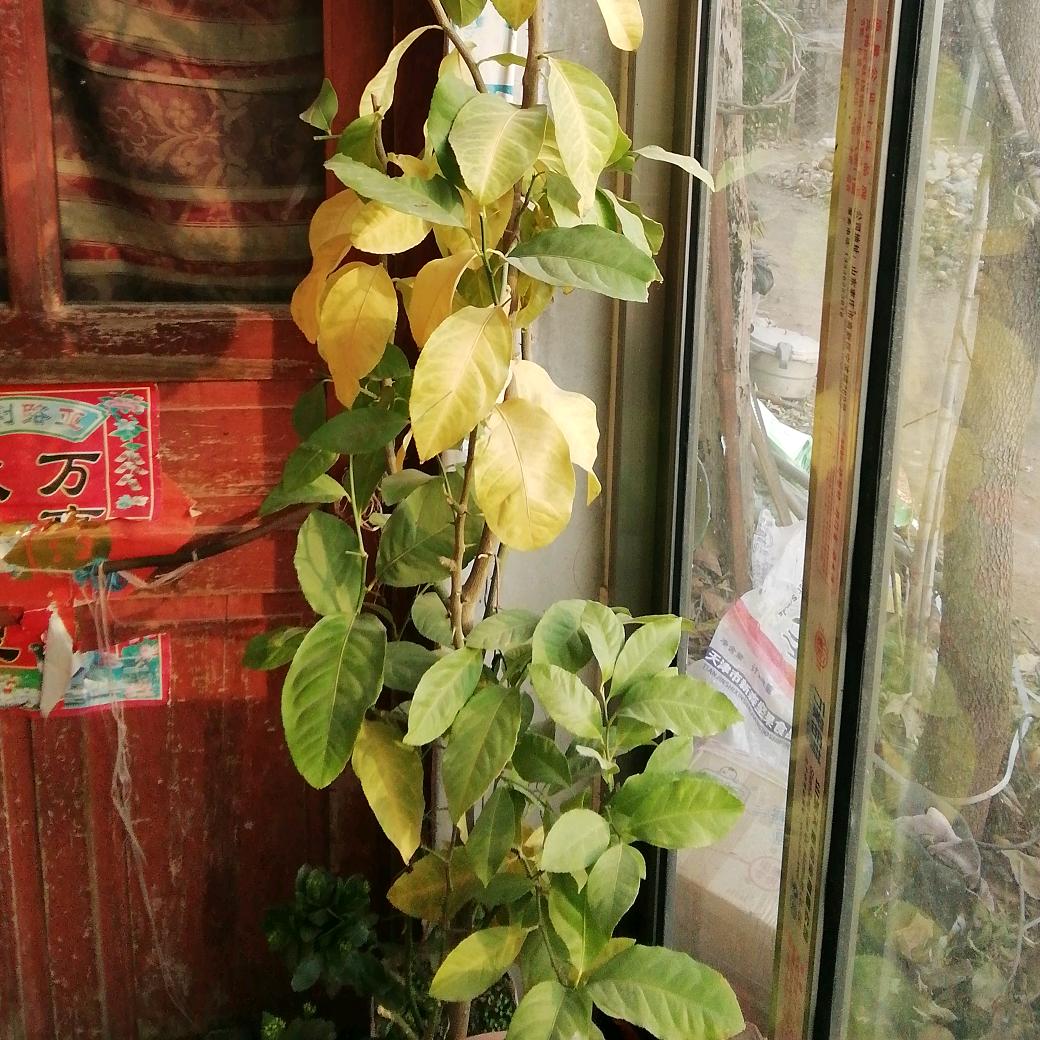 名杨