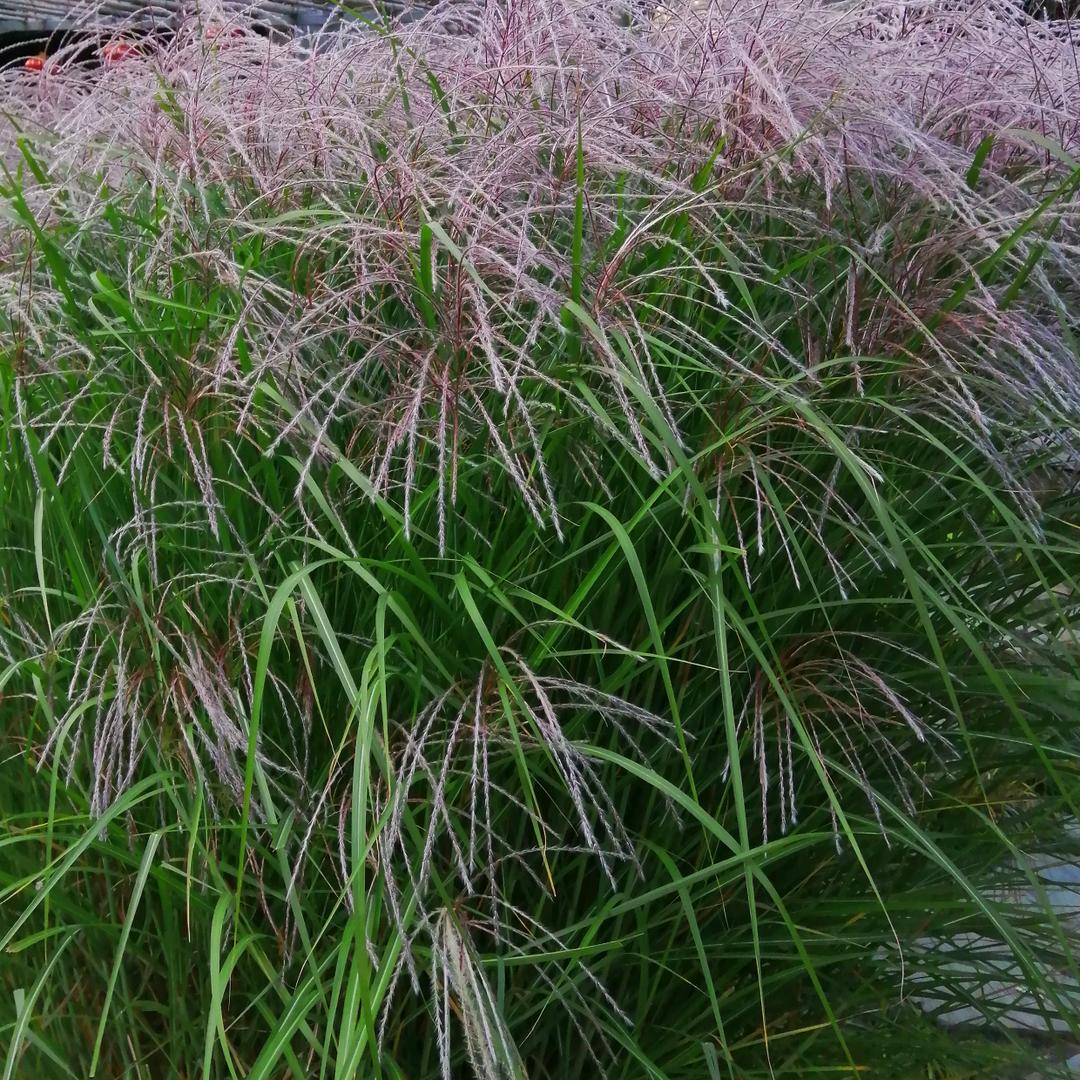 财神爷的小宝贝