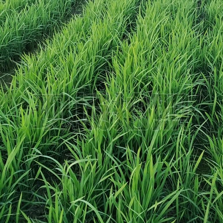 富吉新旱食品公司