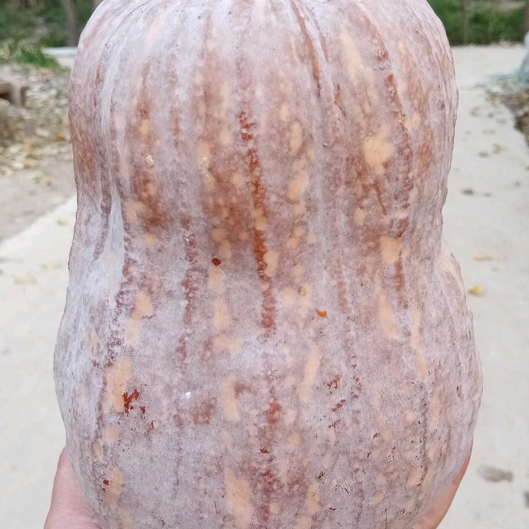 @南瓜南阳茂润种植合作社