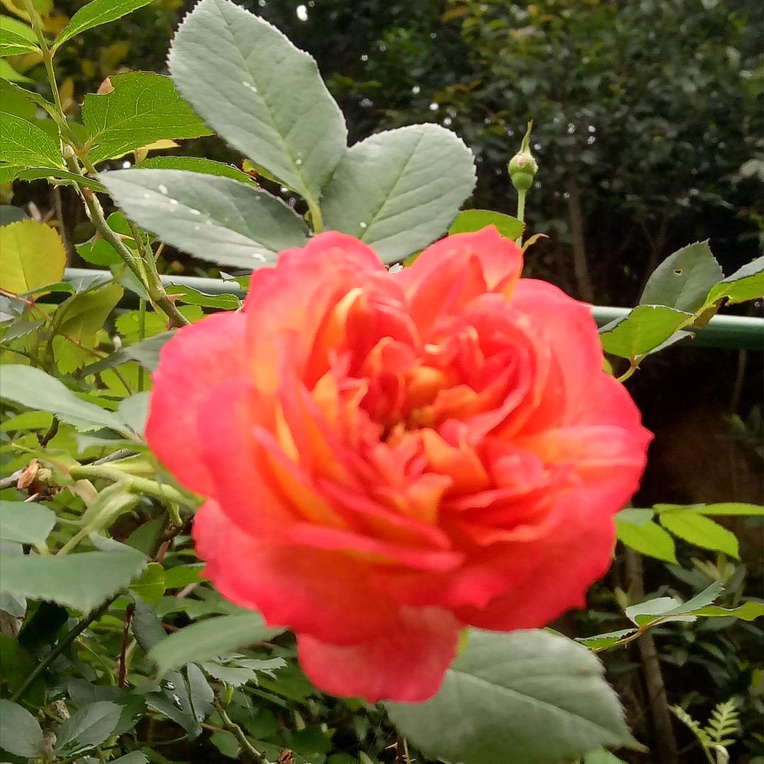 装满的思念②