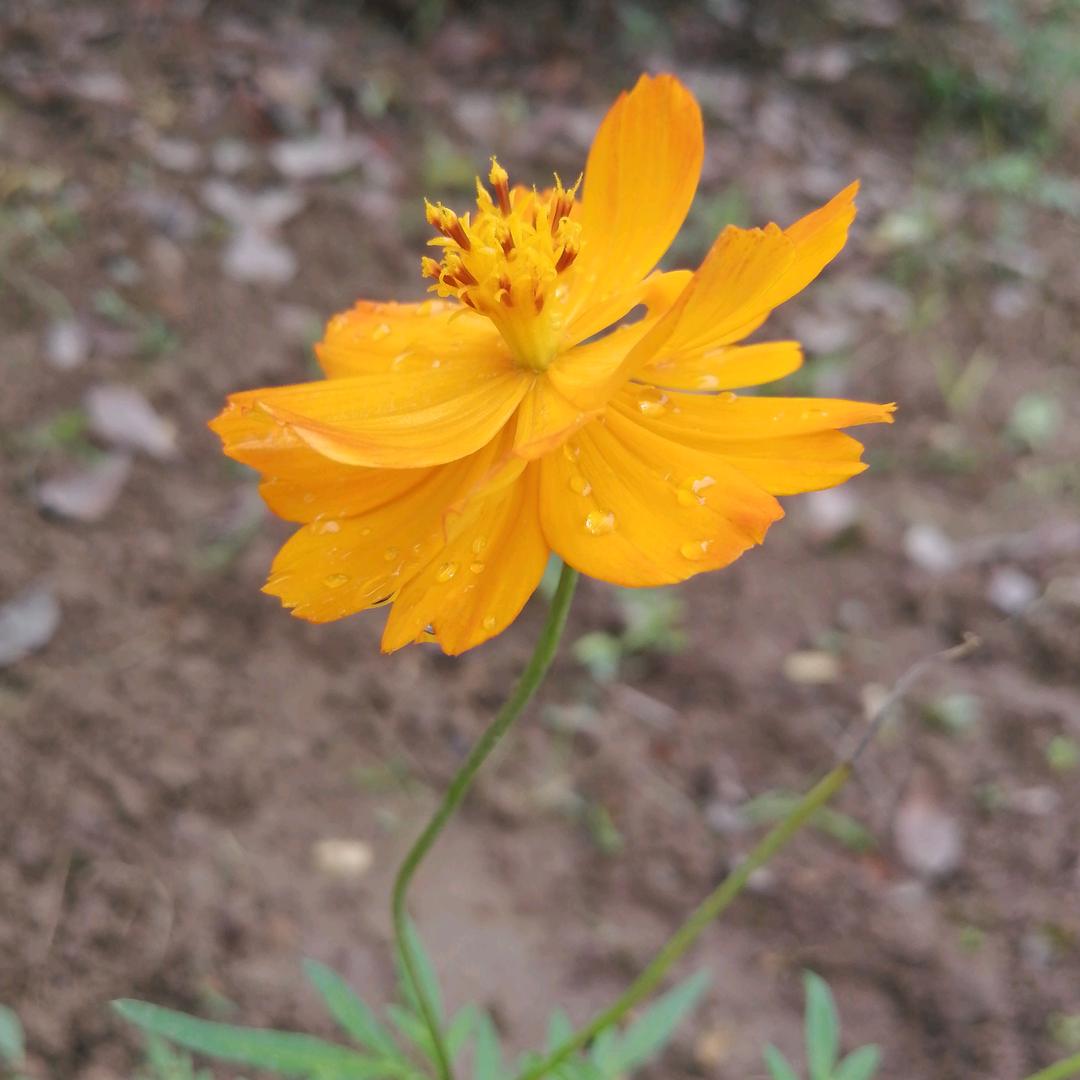 杀阡陌