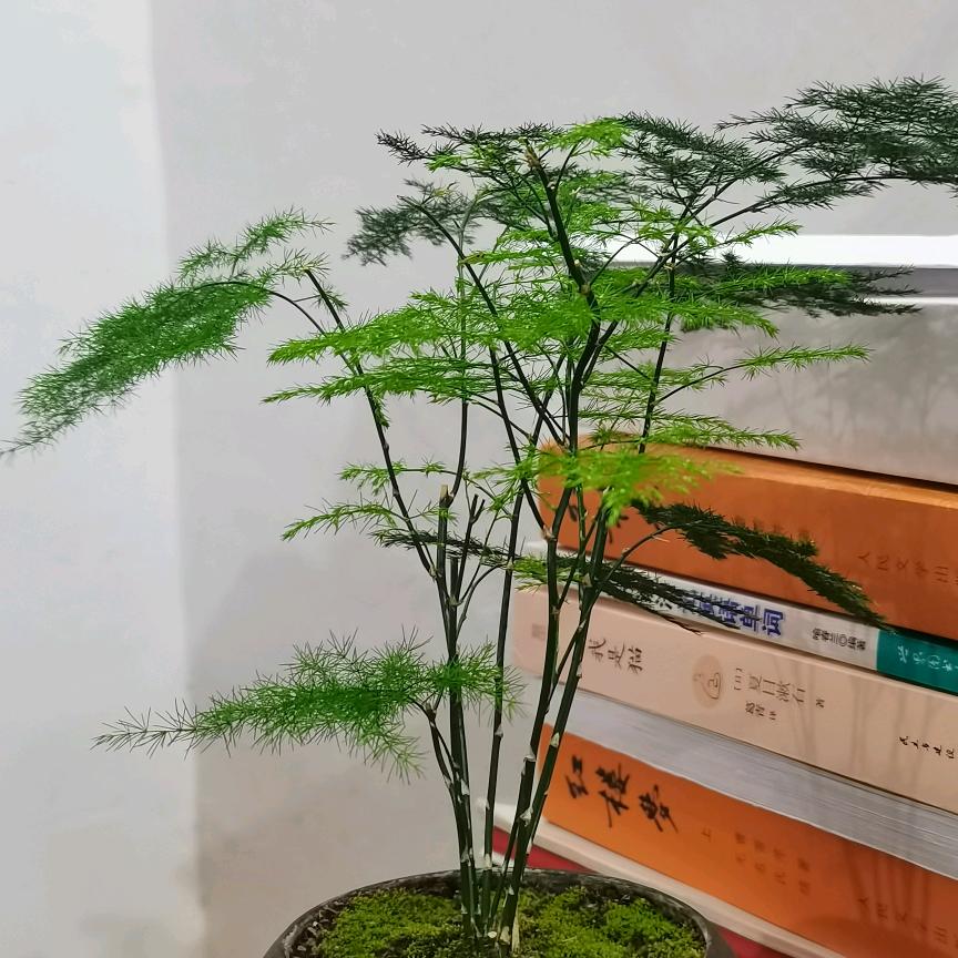 青瓷枕梦