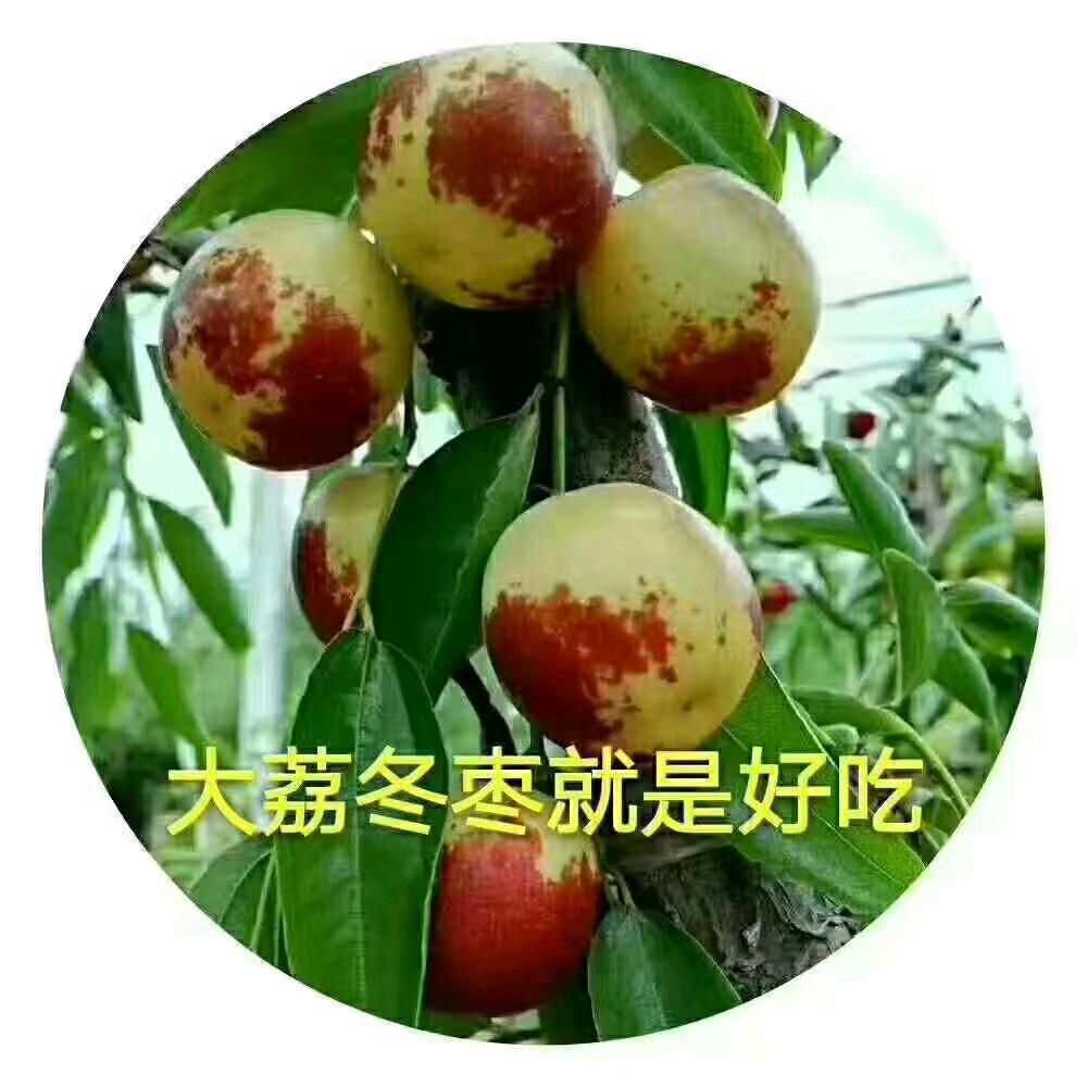 大荔县范家镇玲姐果业(代收代发)