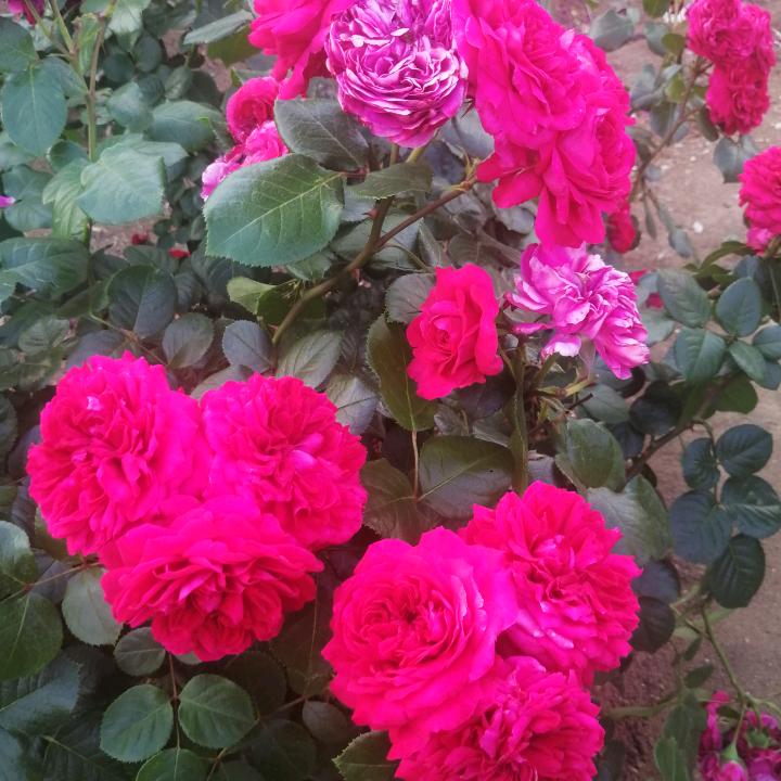 开心就好🐑☀️