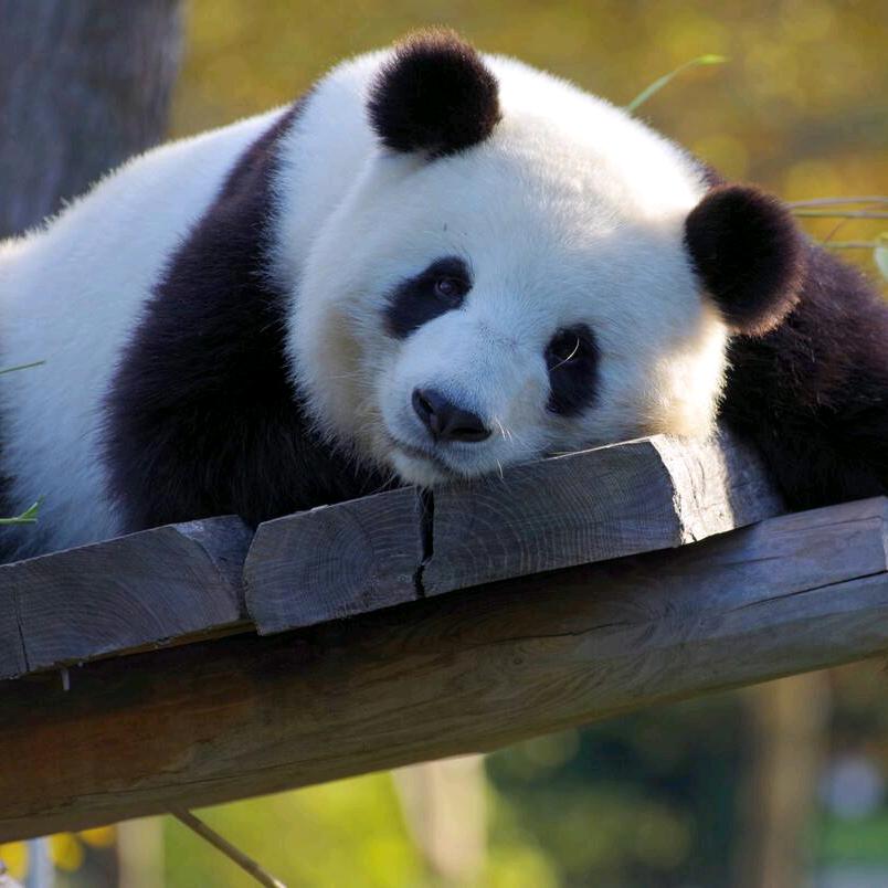 天府熊猫@吴雪芳