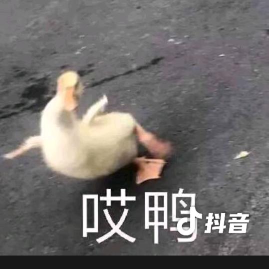 莫人🇨🇳🎹