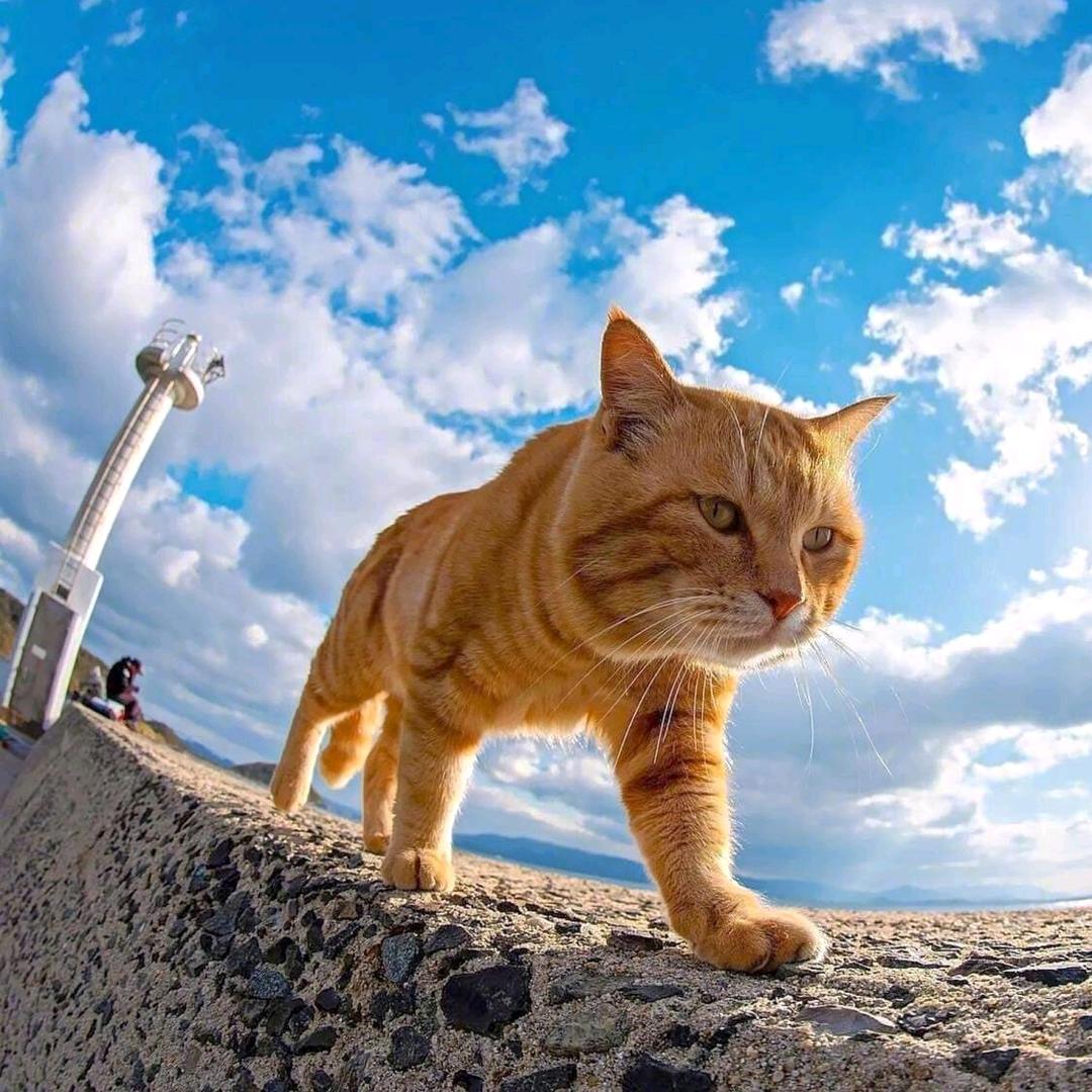 超哥哥